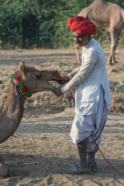 Pushkar India Nov 2018 Індійські Чоловіки Верблюд Пустелі Тар Під — стокове фото