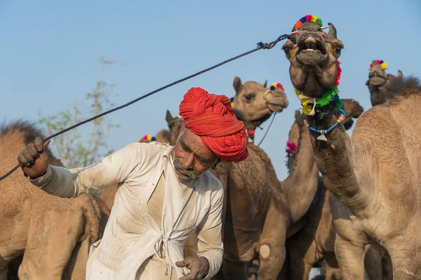 Pushkar India Noviembre 2018 Hombres Camellos Indios Desierto Thar Durante — Foto de Stock