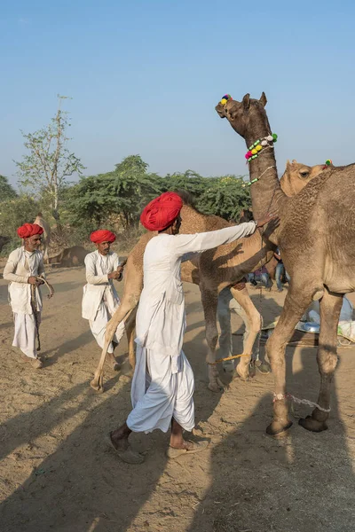 Pushkar Índia Novembro 2018 Homens Camelos Indianos Deserto Thar Durante — Fotografia de Stock