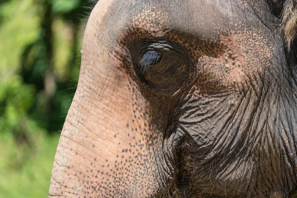 Thailändsk Elefant Tropisk Djungel Koh Phangan Thailand Närbild — Stockfoto