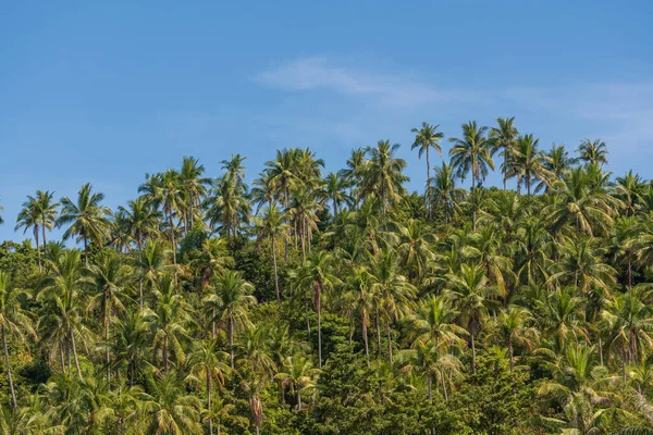 Silueta Zelených Kokosových Palem Pozadí Horské Modré Obloze Pozadí Ostrově — Stock fotografie