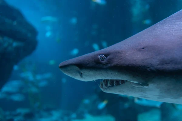 Großaufnahme Eines Großen Hais Der Unter Wasser Schwimmt Bewohner Der — Stockfoto