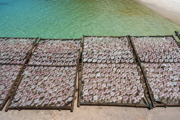 Calamari Freschi Vengono Essiccati Sole Sull Isola Koh Phangan Thailandia — Foto Stock