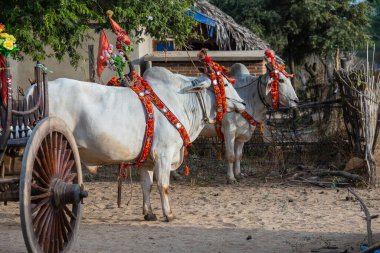 Bagan, Myanmar, Burma 'daki avluda bağış töreni için bufalo süsledim.