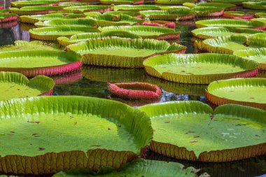 Mauritius Adası 'ndaki botanik bahçesinde dev bir nilüfer çiçeği. Victoria amazonica ya da Victoria regia, kapatın.
