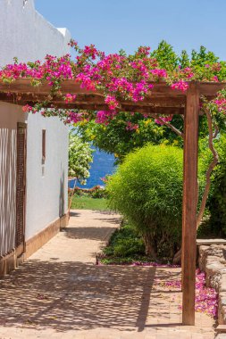 Evin yakınındaki avluda park halindeki bir araba için, Sharm El Sheikh, Mısır, Afrika tatil köyünde, bahçe çiçekleri olan bir kemer şeklinde.