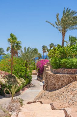 Boş yol, renkli çiçekler ve Sharm El Sheikh 'te Mısır caddesinde palmiye ağaçları.