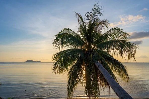 泰国Koh Phangan岛靠近海水的热带海滩上 日落时分椰子树的轮廓 — 图库照片