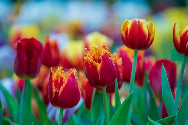 Vackra Färgglada Röda Och Gula Tulpaner Bakgrund Vårblommornas Fält Blomma — Stockfoto