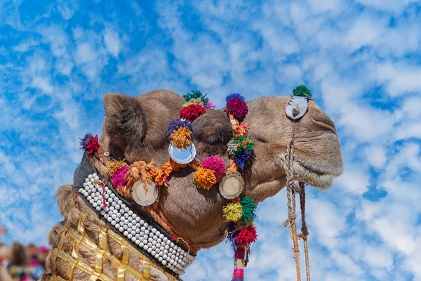 Hoofd Van Gedecoreerde Kameel Hoofd Woestijn Thar Tijdens Jaarlijkse Pushkar — Stockfoto