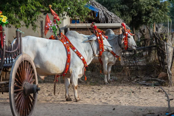 Dekorert Bøffel Til Donasjonsseremoni Verftet Bagan Myanmar Burma Steng Ned – stockfoto