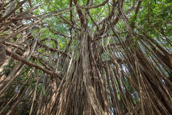 Old Ancient Banyan Tree Long Roots Start Top Branches Ground — Stock Photo, Image