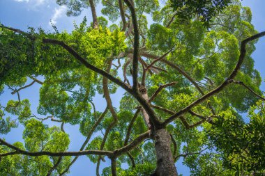 Gökyüzü arka planlı büyük tropikal ağaç, aşağıdan görünüyor. Bilimsel adı Dipterocarpus alatus veya Yang Na Yai ağacı veya Dipterocarpaceae. Borneo Adası, Malezya