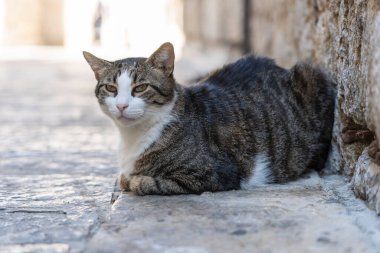 Karadağ, Avrupa 'daki Kotor Eski Kasabası' nda kaldırımda oturan sevimli kedi. Yaklaş.