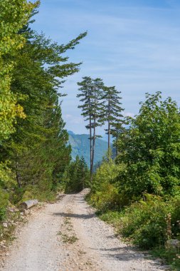 Dağ yolu ve yeşil kozalaklı orman, kuzey Karadağ, Avrupa