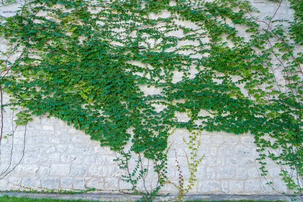 Decorative Green Tree Adorns Old Wall Fortress Montenegro Climbing Plant — Stock Photo, Image