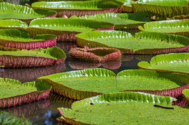 Mauritius Adası 'ndaki botanik bahçesinde dev bir nilüfer çiçeği. Victoria amazonica ya da Victoria regia, kapatın.