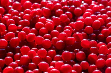 Kırmızı viburum ya da guelder gülü hasat et, yakın çekim, üst manzara. Kırmızı viburnum arkaplanlı güzel bir doku.