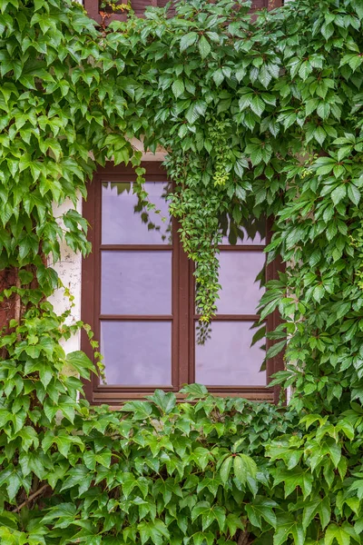 装飾的な緑の木は オーストリア ヨーロッパ クローズアップの家の窓と古い壁を飾る 石の壁 屋外を成長させ 覆う植物を登る — ストック写真