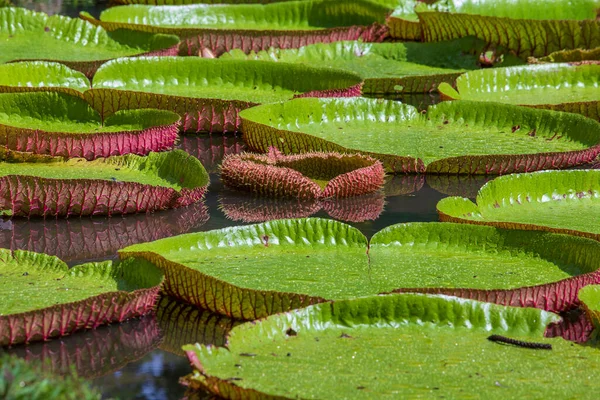 Lírio Gigante Água Jardim Botânico Ilha Maurícia Victoria Amazonica Victoria — Fotografia de Stock