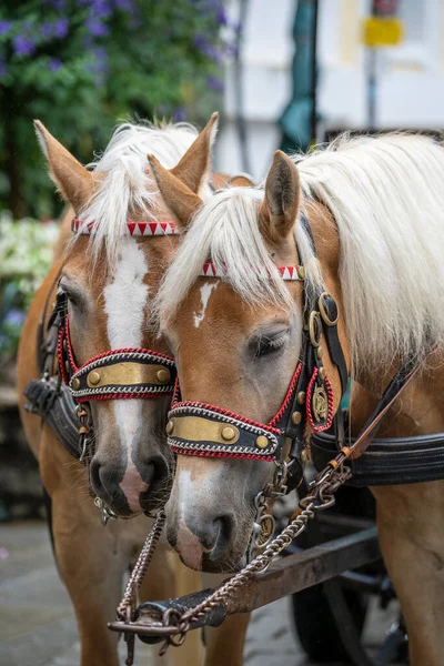 Due Cavalli Marroni Escursioni Città Cavallo Strada Austria Vicino — Foto Stock