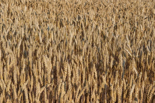Goldenes Weizenfeld Einem Sonnigen Tag Morgen Aus Nächster Nähe Erntekonzept — Stockfoto