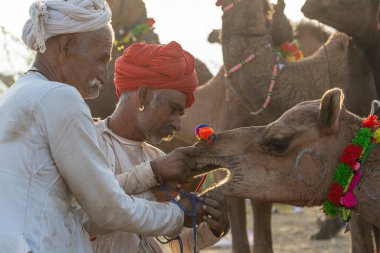 Pushkar, Hindistan - 14 Kasım 2018: Hindistan 'ın kutsal şehri Pushkar, Rajasthan yakınlarındaki Pushkar Camel Mela sırasında çölde yaşayan Hintli erkek ve deve. Bu fuar dünyanın en büyük deve ticaret fuarı.