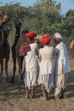 Pushkar, Hindistan - 14 Kasım 2018: Hindistan 'ın kutsal şehri Pushkar, Rajasthan yakınlarındaki Pushkar Camel Mela sırasında çölde yaşayan Hintli erkek ve deve. Bu fuar dünyanın en büyük deve ticaret fuarı.