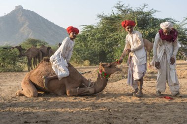 Pushkar, Hindistan - 14 Kasım 2018: Hindistan 'ın kutsal şehri Pushkar, Rajasthan yakınlarındaki Pushkar Camel Mela sırasında çölde yaşayan Hintli erkek ve deve. Bu fuar dünyanın en büyük deve ticaret fuarı.