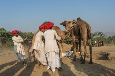 Pushkar, Hindistan - 14 Kasım 2018: Hindistan 'ın kutsal şehri Pushkar, Rajasthan yakınlarındaki Pushkar Camel Mela sırasında çölde yaşayan Hintli erkek ve deve. Bu fuar dünyanın en büyük deve ticaret fuarı.