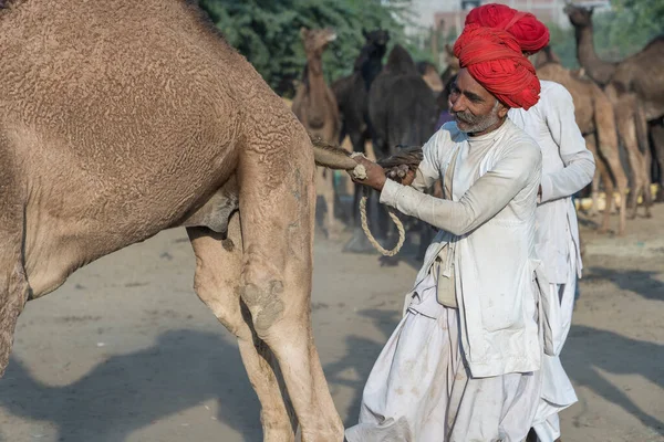 Pushkar Índia Novembro 2018 Homens Camelos Indianos Deserto Thar Durante — Fotografia de Stock