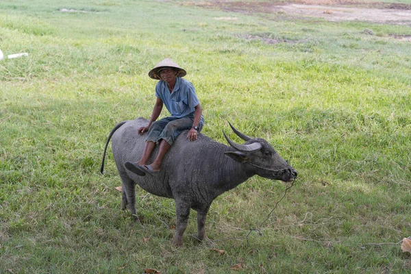 Hoi Vietnam Junio 2020 Hombre Vietnamita Montando Búfalo Campo Verde — Foto de Stock