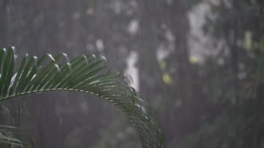 Yaz günü, Koh Phangan, Tayland 'daki büyük yeşil palmiye yapraklarına tropik yağmur damlaları düşer. Asya 'da yağmur mevsimi