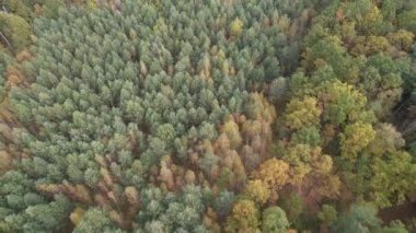Güneşli bir günde sonbahar ormanı manzarası. Kozalaklı ve yaprak döken ormanın doğal arka planı, üst manzara, Ukrayna, Avrupa. Seyahat ve doğa kavramı. Sonbahar ağaçlarının üzerinden uçmak. Sonbahar sezonu