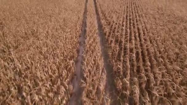 Flying Dry Corn Field Top View Ukraine Europe Aerial View — Stock Video