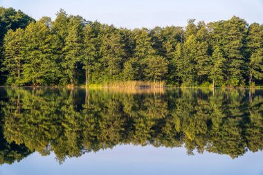 Gölün kenarındaki yeşil orman sakin sularda yansıyor, Ukrayna. Doğada güzellik