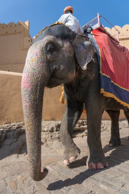 Madalyalı filler, Hindistan 'ın eski Rajasthan kenti Jaipur' daki Amber Kalesi 'nde turistlere biniyorlar.