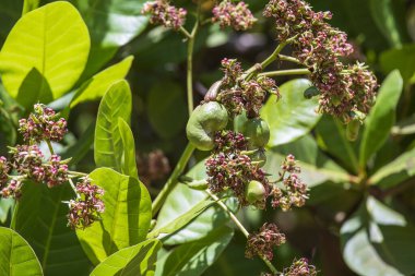 Hindistan 'da ağaçta yetişen kaju fıstığı.