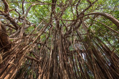 Eski Antik Hint inciri ağacı dalları yere üstündeki başlatmak uzun kökleri ile. Goa, Hindistan