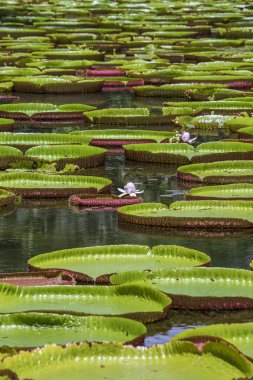 Mauritius Adası 'ndaki botanik bahçesinde dev bir nilüfer çiçeği. Victoria amazonica ya da Victoria regia, kapatın.