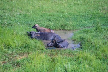 Vietnam 'daki Hoi An köyünün yakınındaki yeşil tarlada büyük bir bufalo.