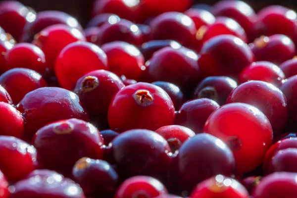 Kırmızı taze yaban mersinini hasat et, yakın çekim, makro. Güneş ışığında kırmızı böğürtlenli güzel bir doku.