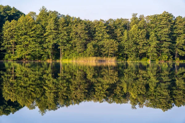 Zielony Las Nad Jeziorem Odbiciu Spokojnej Wodzie Ukraina Piękno Natury — Zdjęcie stockowe