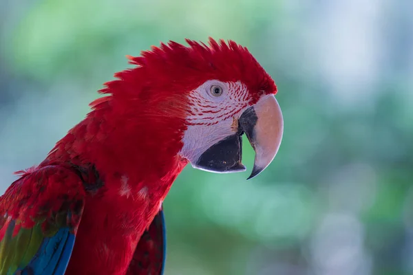 インドネシアのバリバードパークにあるRed Macaw Parrot閉じる — ストック写真