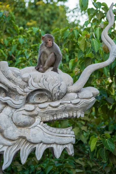 Retrato Macaco Selvagem Sentado Uma Escultura Pedra Dragão Templo Budista — Fotografia de Stock