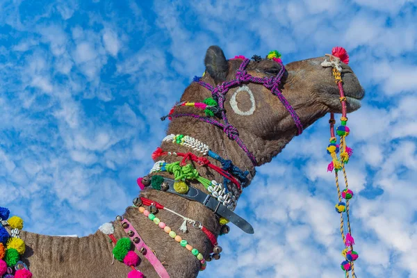 インドのラジャスタン州プシュカルの聖なる都市の近くにある毎年恒例のプシュカルラクダフェア中に砂漠のタールで装飾されたラクダの頭の頭 閉じろ — ストック写真
