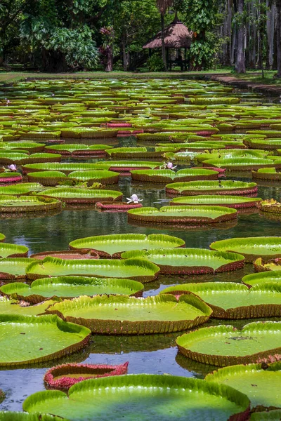 Lírio Gigante Água Jardim Botânico Ilha Maurícia Victoria Amazonica Victoria — Fotografia de Stock