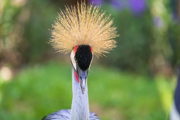 Retrato Grulla Coronada Gris Baleares Regulorum Con Sus Rígidas Plumas — Foto de Stock