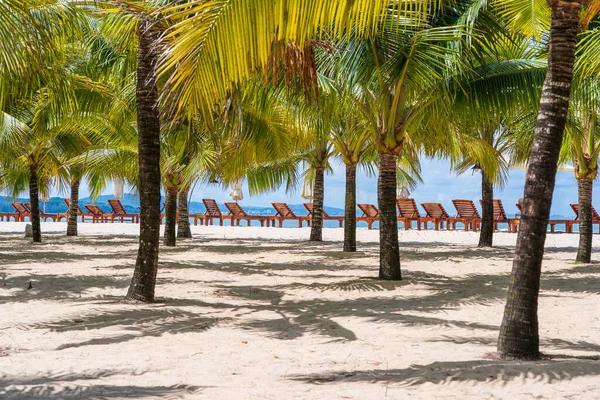 越南浦口南中国海附近白沙滩上的绿色椰子树 旅行和自然概念 — 图库照片