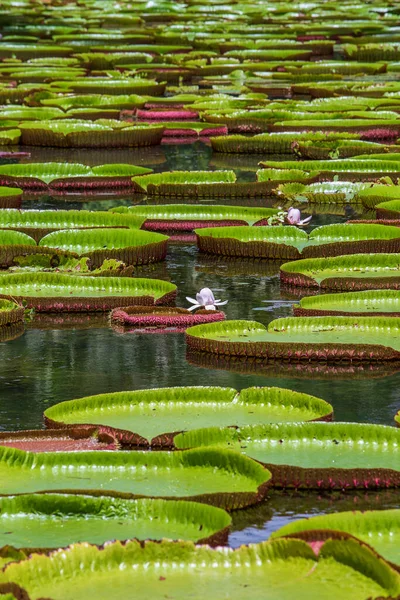 Riesenseerose Botanischen Garten Auf Der Insel Mauritius Victoria Amazonica Oder — Stockfoto